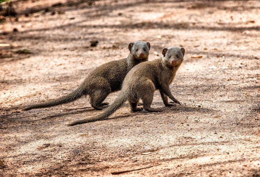 Honeyguide Tented Safari Camp - Khoka Moya Manyeleti Game Reserve Bagian luar foto