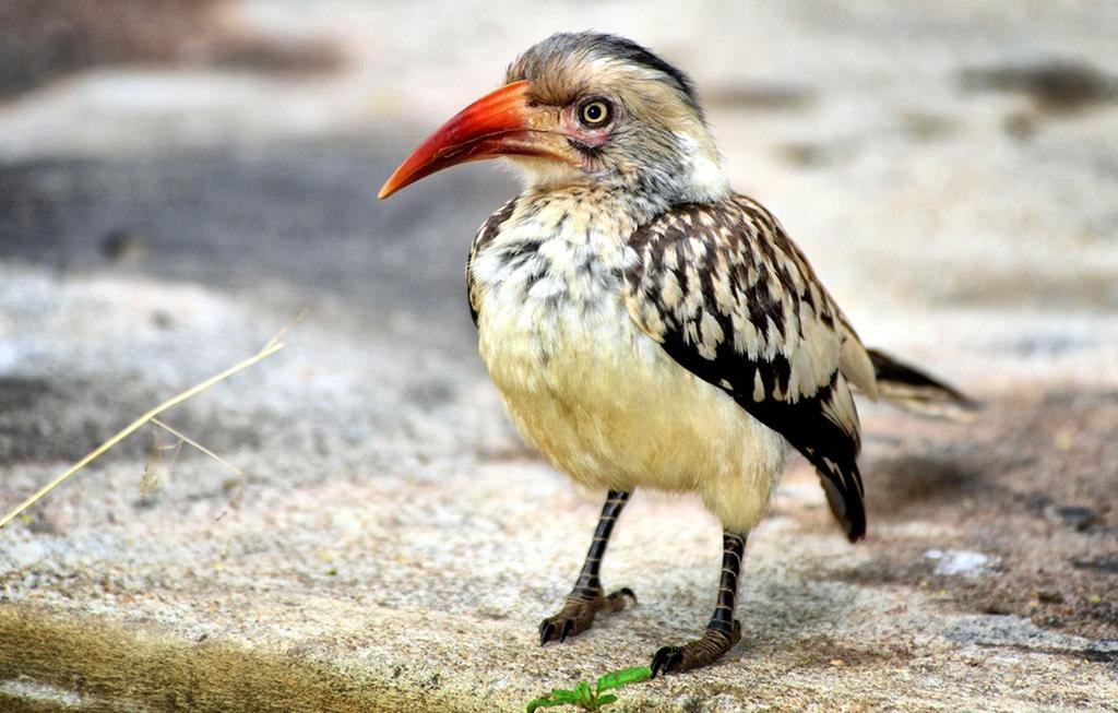 Honeyguide Tented Safari Camp - Khoka Moya Manyeleti Game Reserve Bagian luar foto