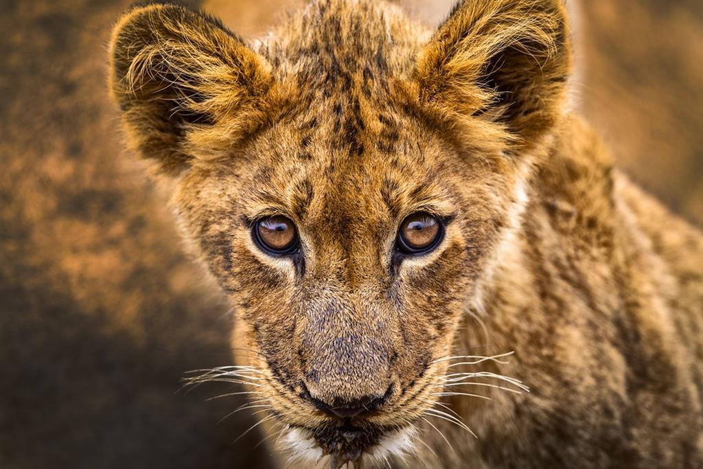 Honeyguide Tented Safari Camp - Khoka Moya Manyeleti Game Reserve Bagian luar foto