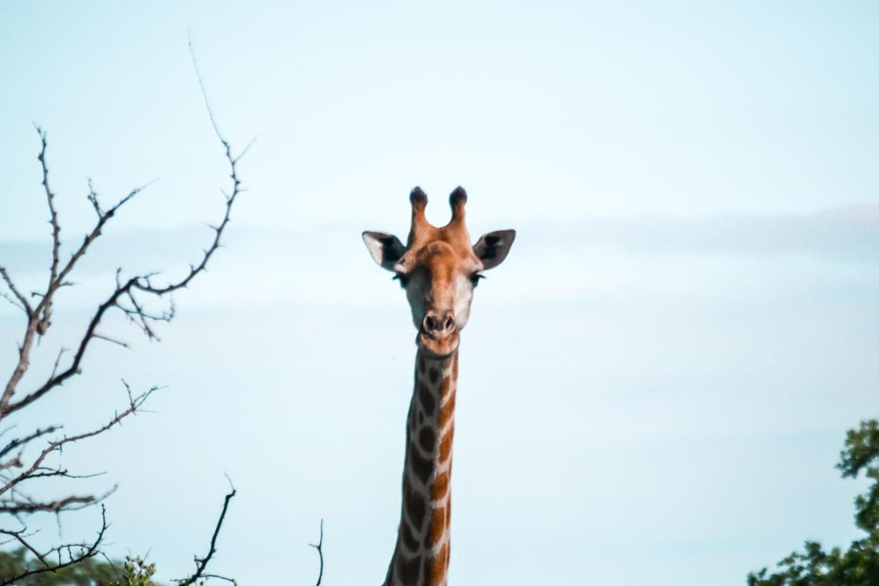 Honeyguide Tented Safari Camp - Khoka Moya Manyeleti Game Reserve Bagian luar foto