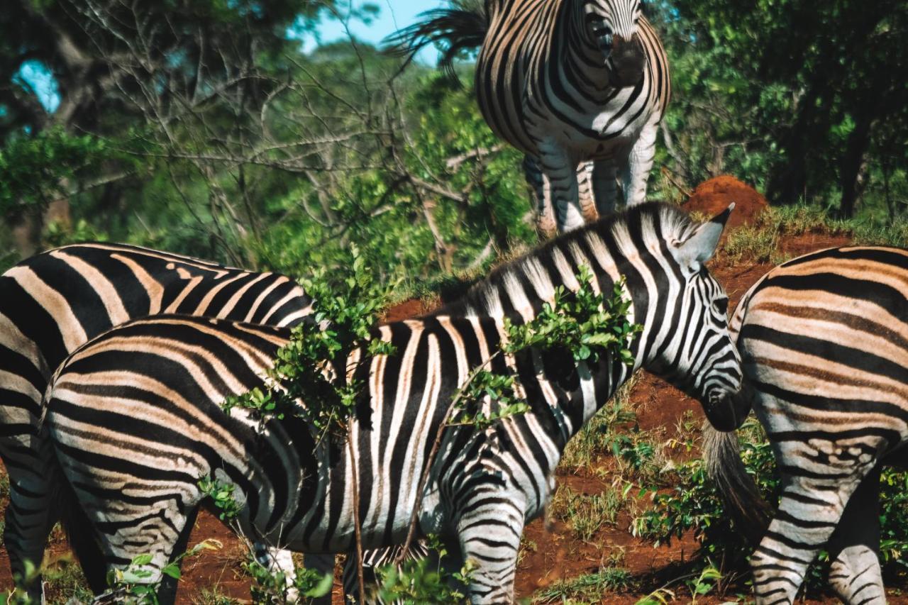Honeyguide Tented Safari Camp - Khoka Moya Manyeleti Game Reserve Bagian luar foto