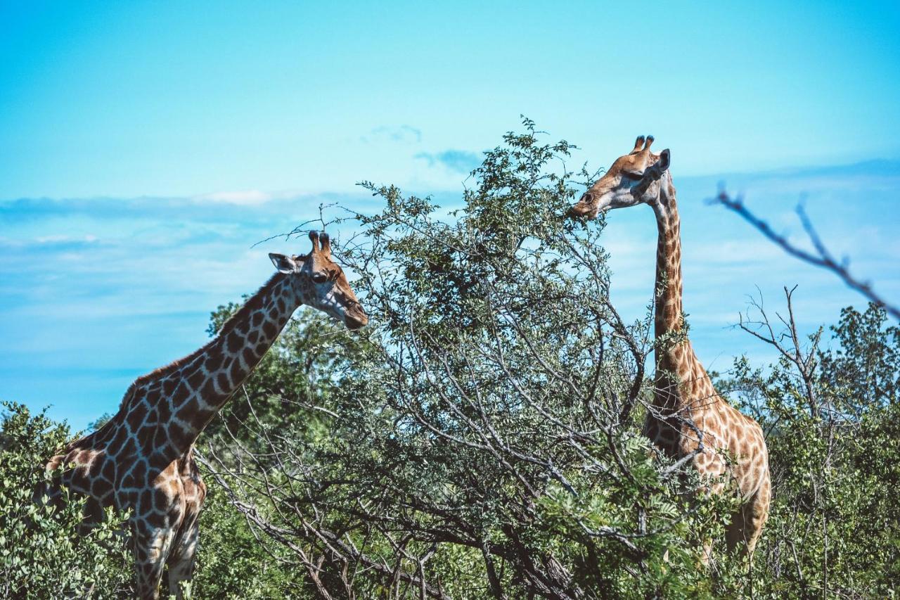Honeyguide Tented Safari Camp - Khoka Moya Manyeleti Game Reserve Bagian luar foto