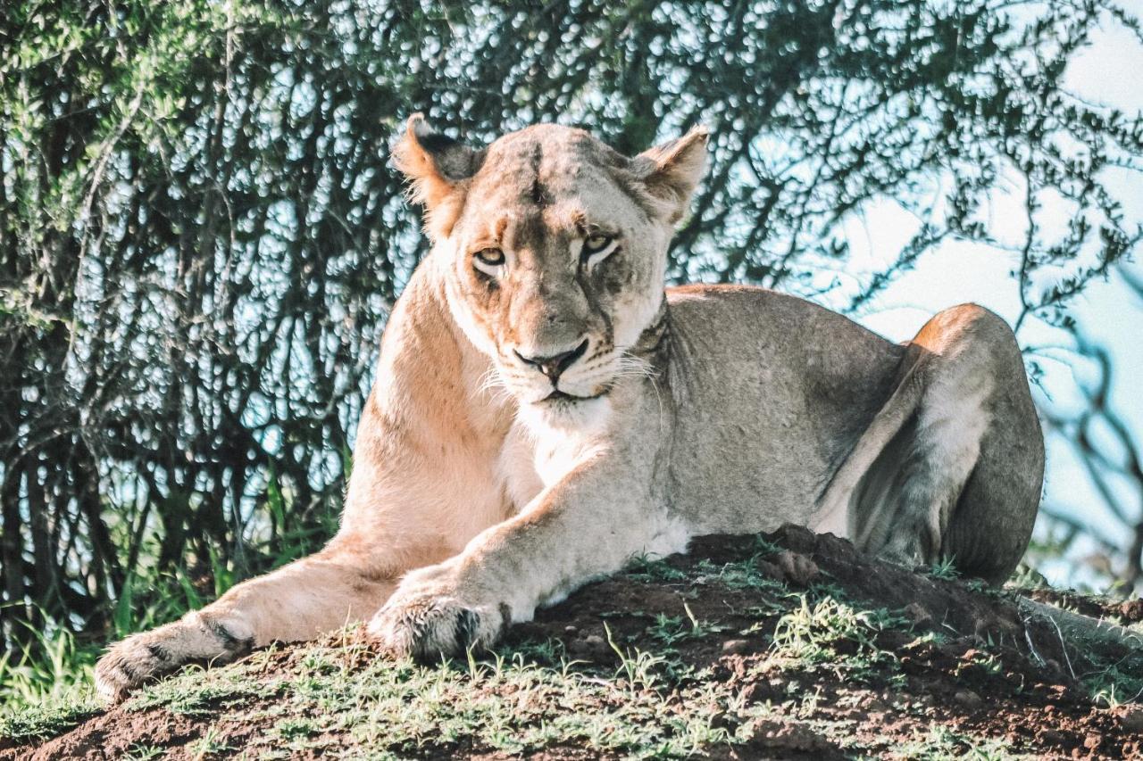 Honeyguide Tented Safari Camp - Khoka Moya Manyeleti Game Reserve Bagian luar foto