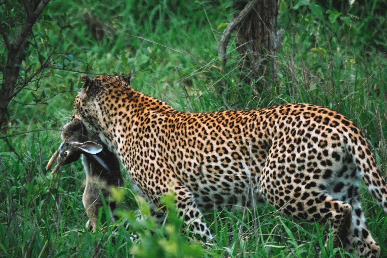 Honeyguide Tented Safari Camp - Khoka Moya Manyeleti Game Reserve Bagian luar foto
